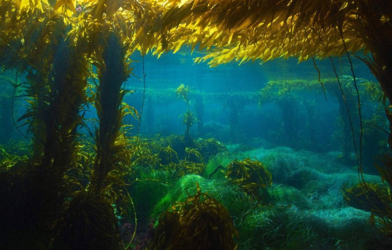 Подводный парк "зеленое озеро".