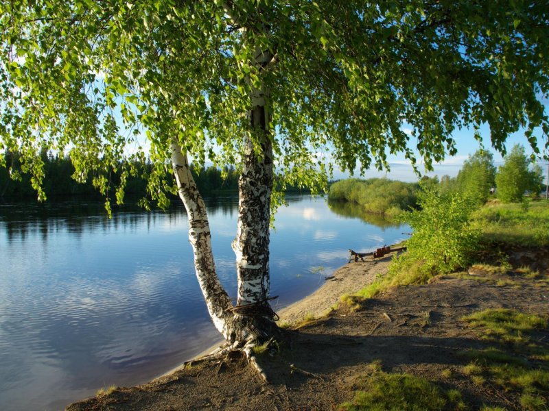 У реки Березка скромница и ромашковый бугор