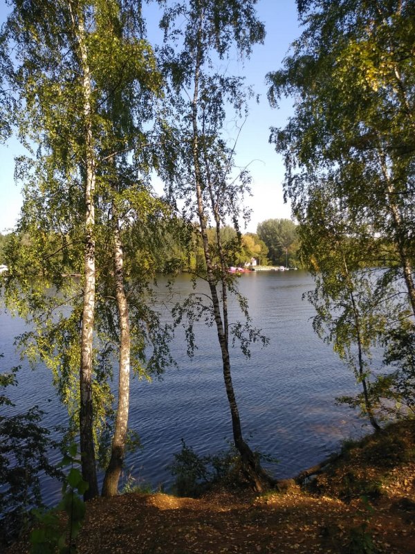 Сокиринский парк березы у озера
