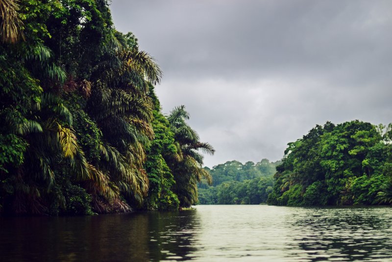 Тропический лес с рекой