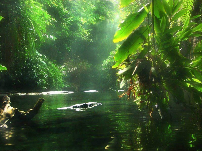 Амазония джунгли амазонки