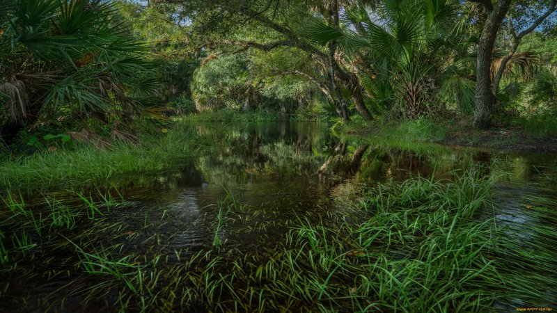 Маленькие озера в джунглях