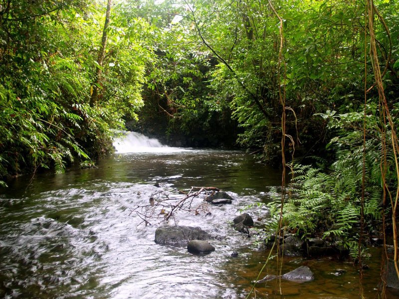 Речка в джунглях
