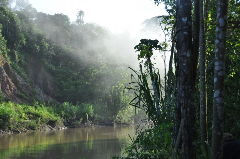 Южная Америка тропические дождевые леса