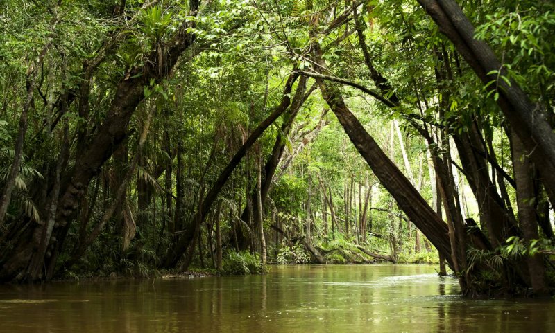 Джунгли Амазонии в Южной Америке