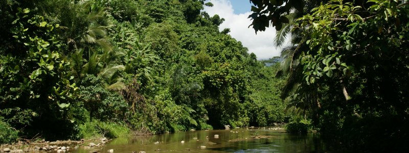 Реки в джунглях маленькие прозрачные