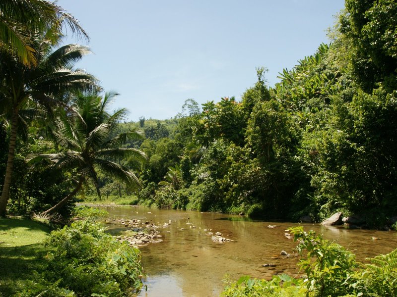 Берег реки в джунглях
