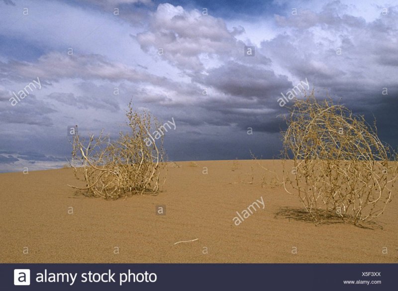 Перекати поле в пустыне