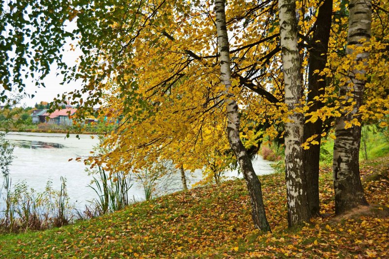 Золотая осень Березки река