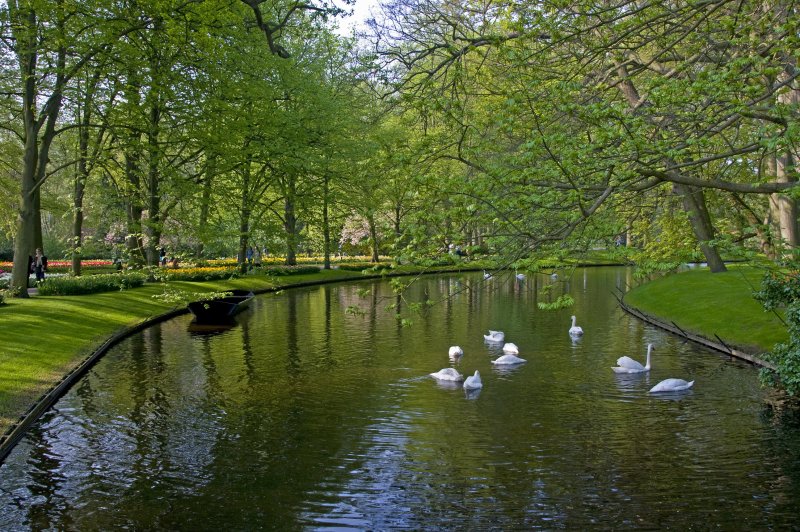 Keukenhof-Park лебеди аллеи