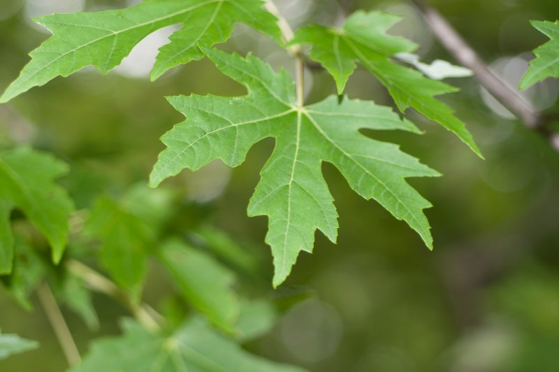 Acer platanoides 'laciniatum'