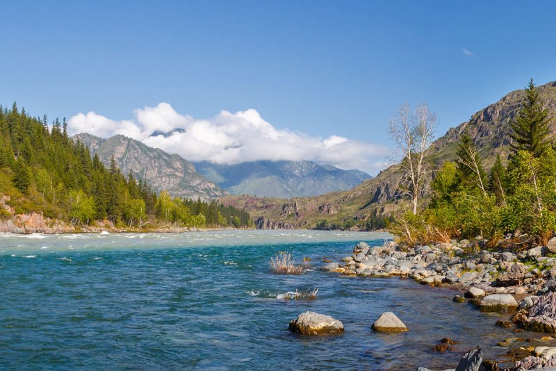 Природа горного Алтая река Катунь
