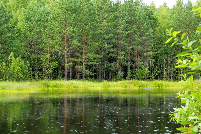 Лесное озеро в Ленинградской области
