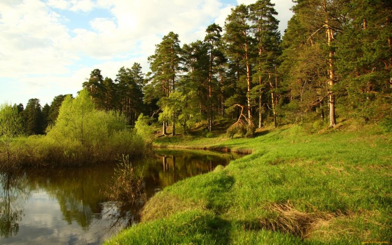 Река Солотча лес