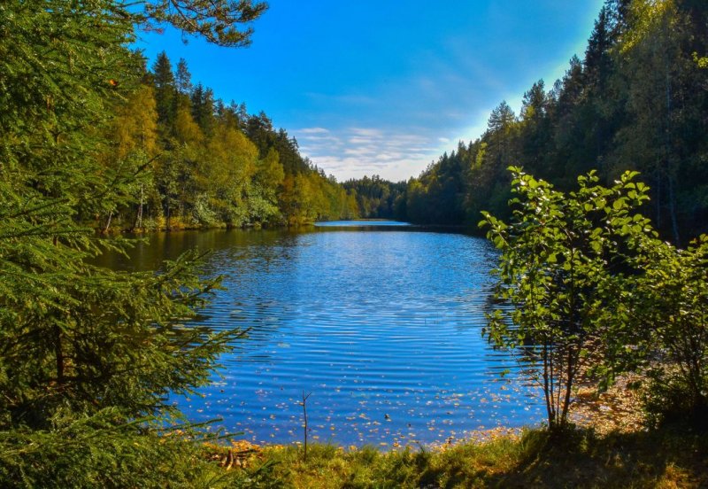 Озеро у леса