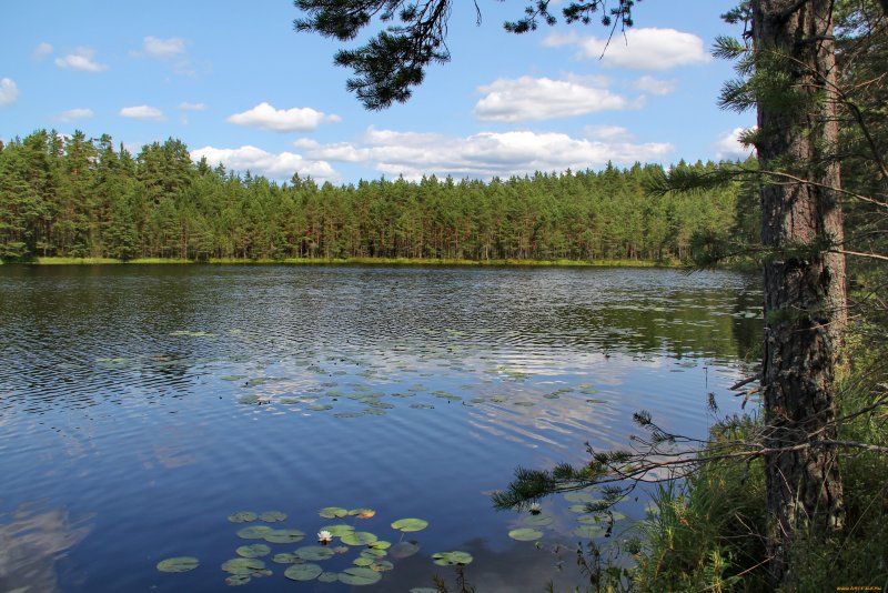 Озеро великое река медвежья Выборгский район