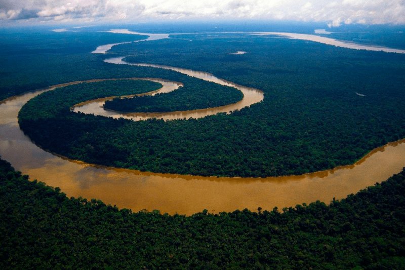 Амазония Бразилия Флора