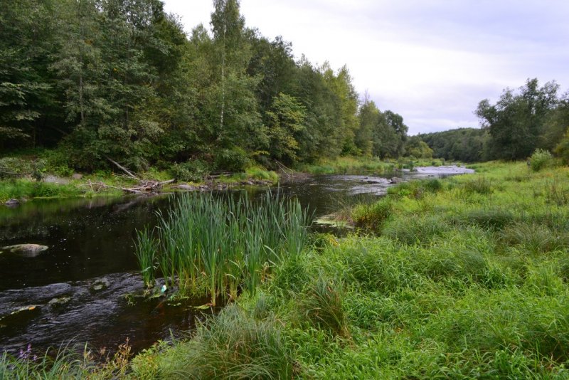 Река Шижня Ленинградской области