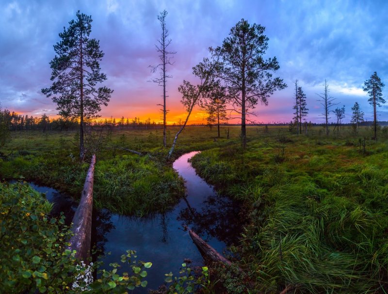 Болотистый лес Ленинградская область