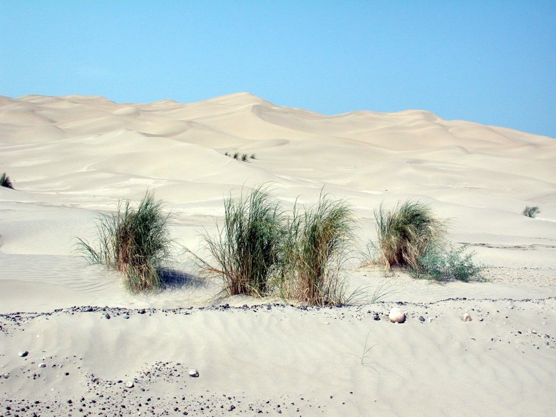 Соломенная травка в пустыне