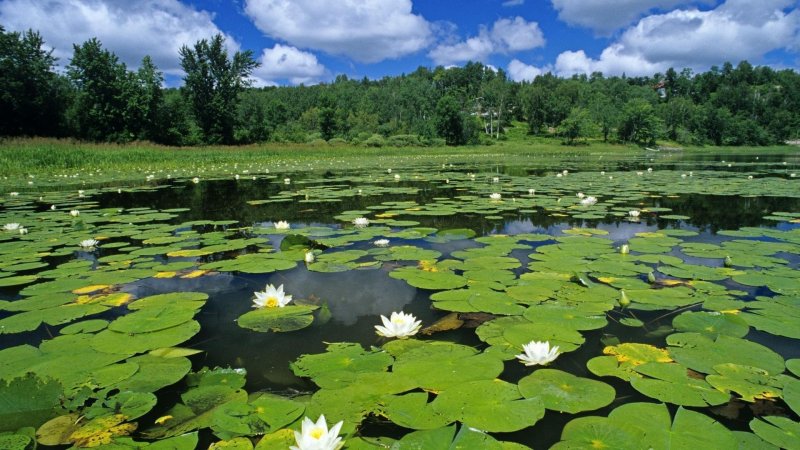 Озеро Селигер растительность