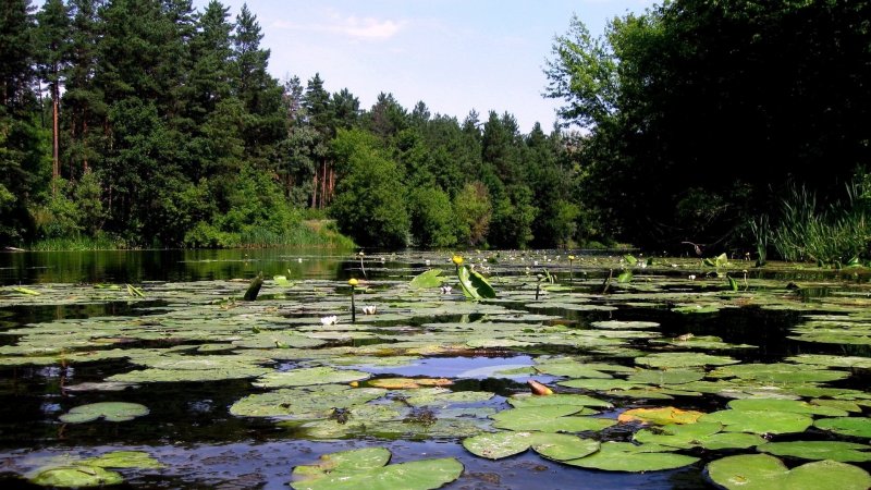 Белгородская область пруд с кувшинками