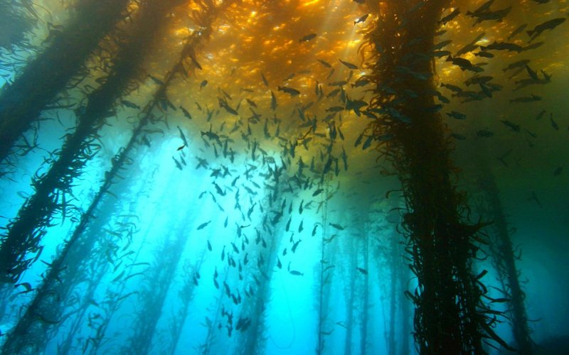 Подводная Телецкое озеро охота