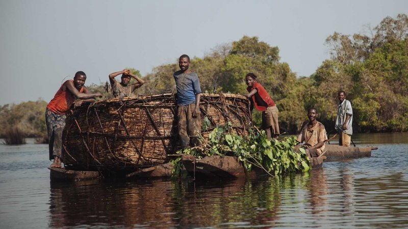 Река Конго животный мир