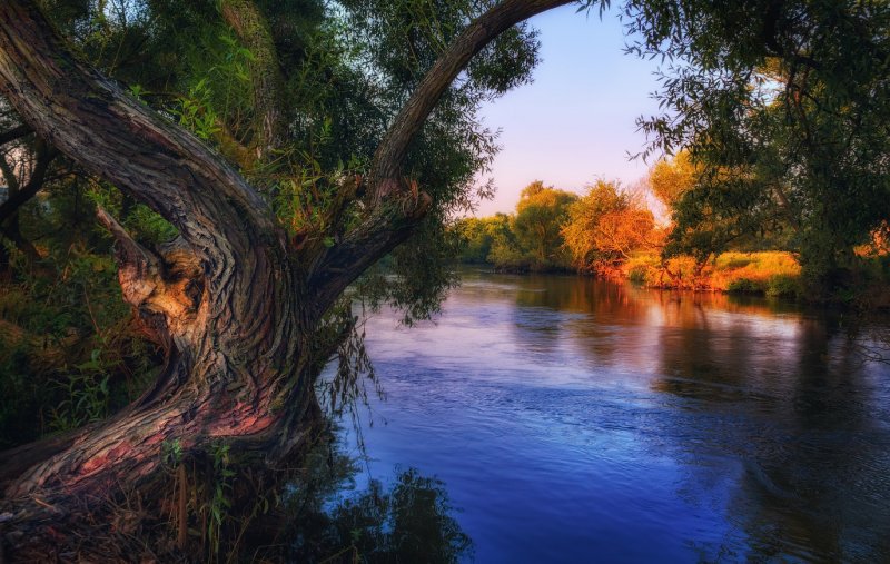 Дерево у реки