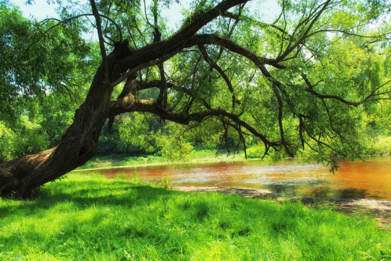 Большое дерево у реки