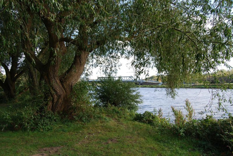 Дерево на берегу реки