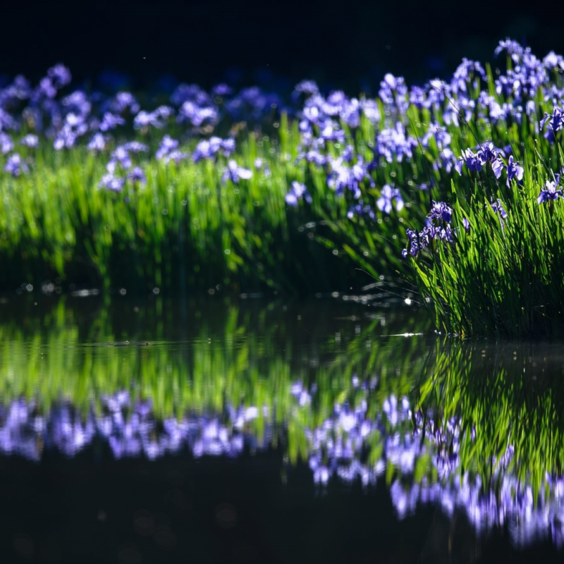 Цветы отражение в воде