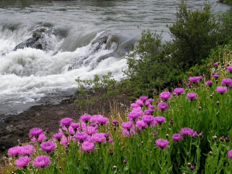 Цветы у реки