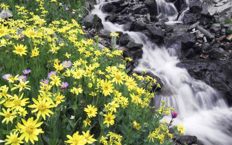 Желтые цветы у реки