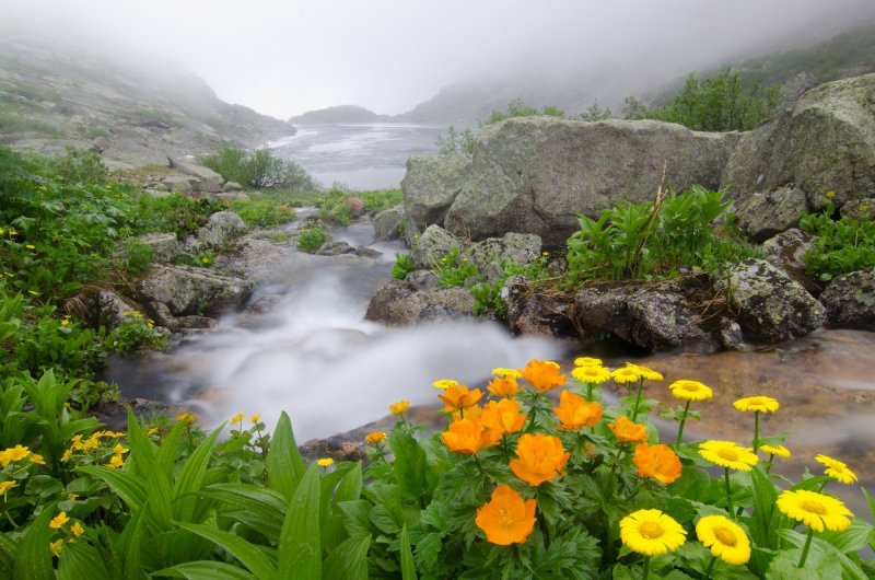 Ергаки озеро цветы