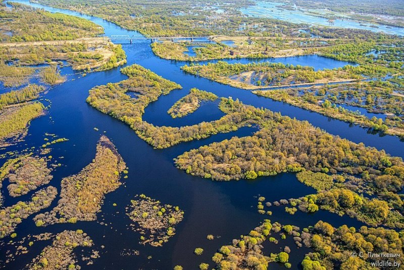 Природа Беларуси Припять река