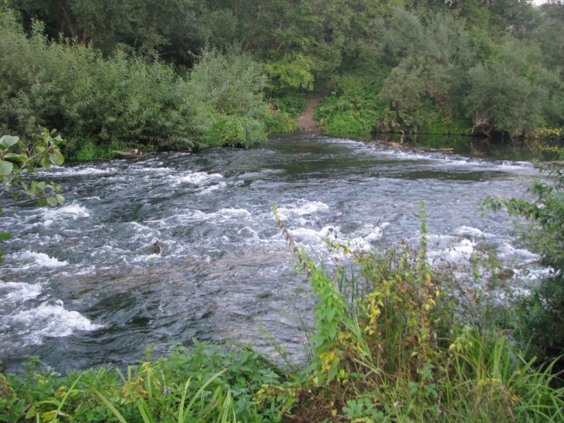 Берхино река осетр