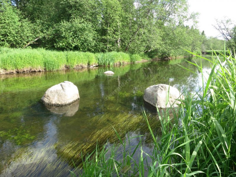 Река Лемовжа Ленинградская