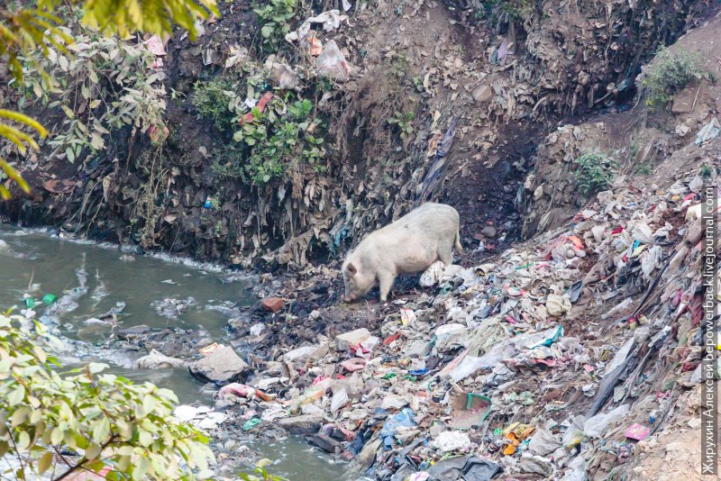 Река ганг в Индии загрязнения