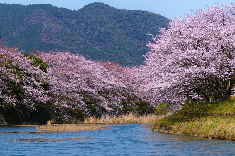 Японский сад деревьев Сакура