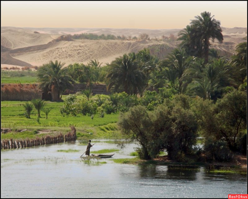 Египет Каир река Нил крокодил