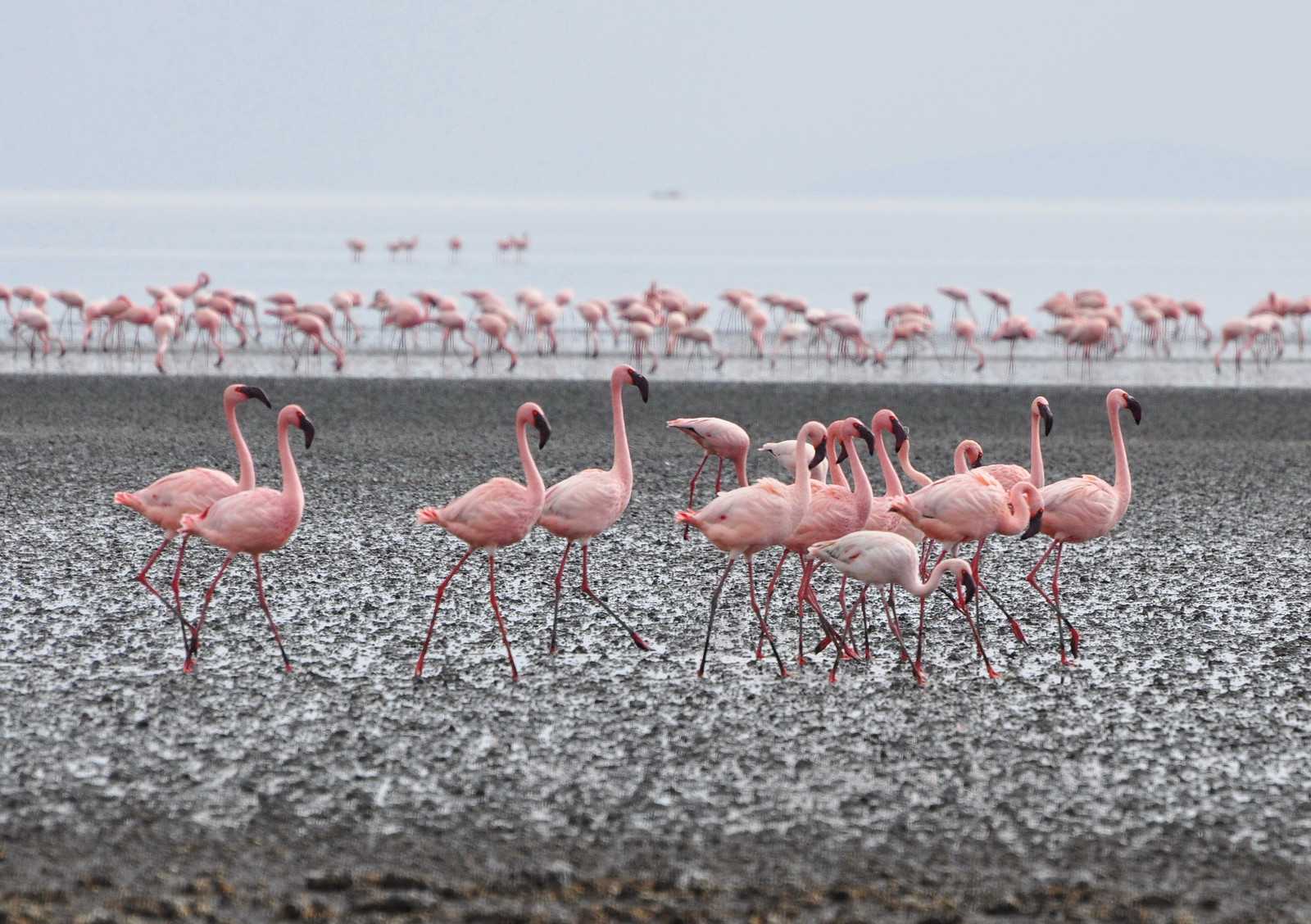 Озеро Натрон Фламинго
