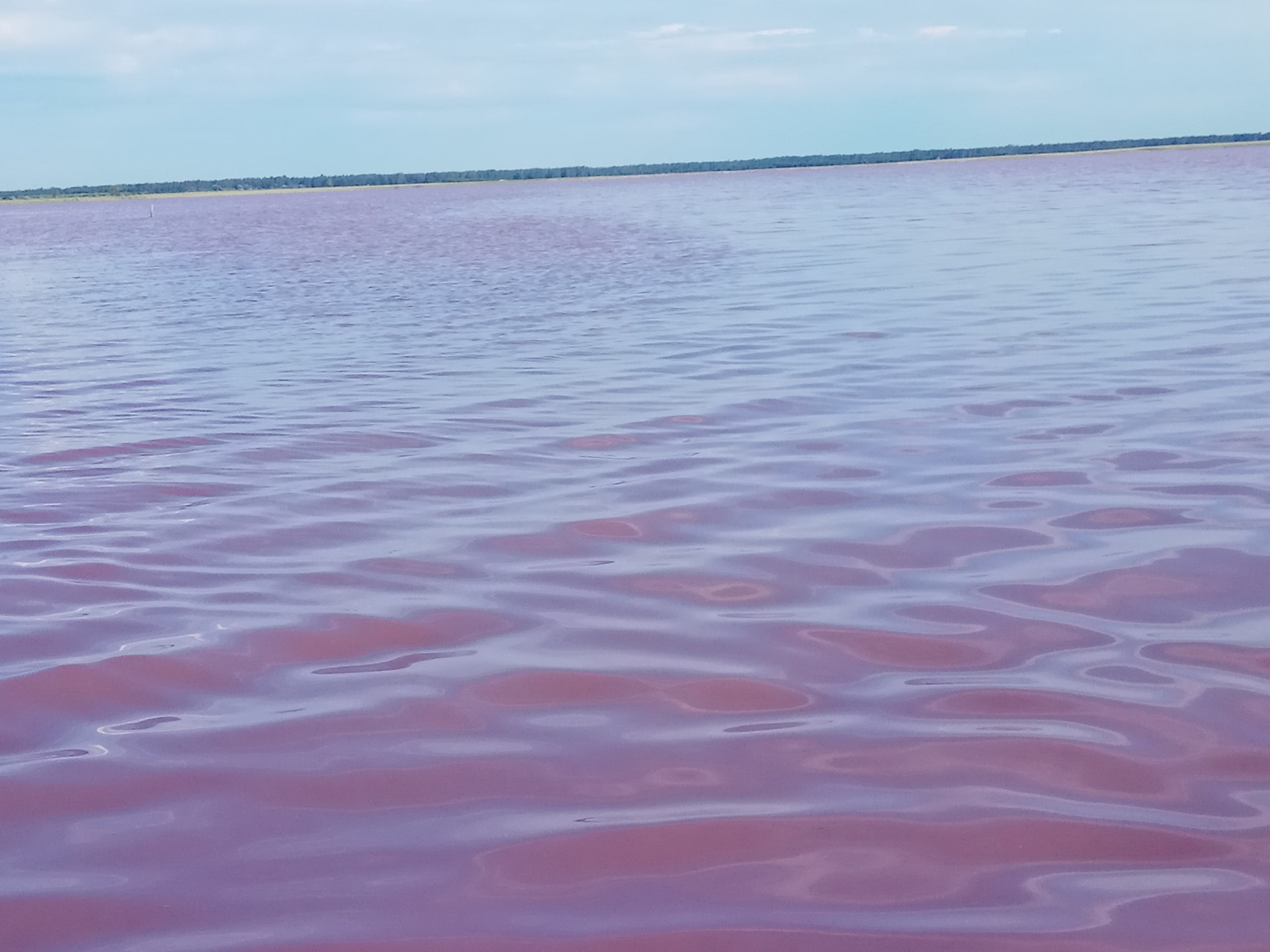 Розовое озеро в алтае