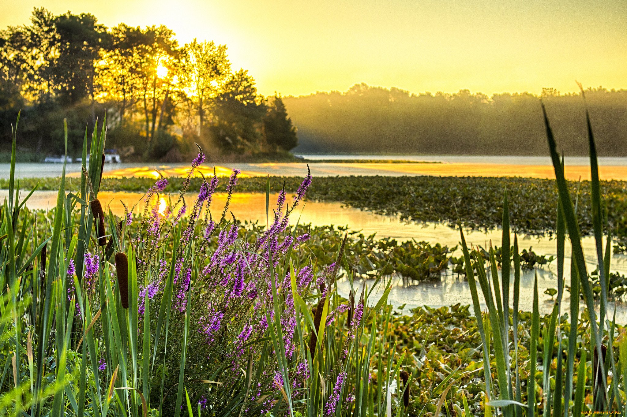 фото природы лес река озеро солнце цветы
