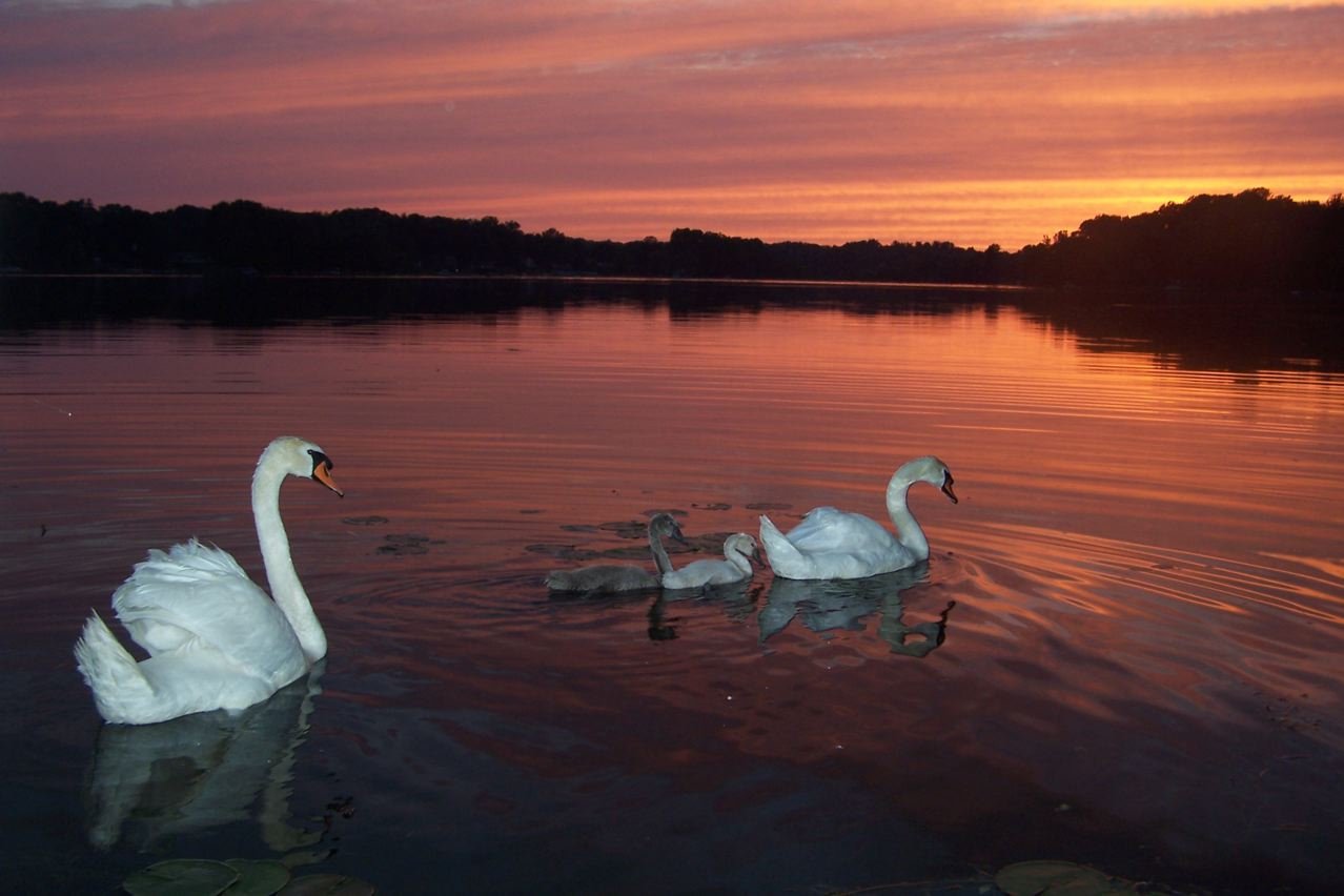 Озеро лебединое должанская фото