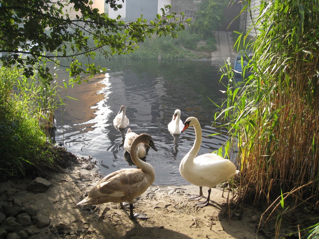 Лебеди в реке