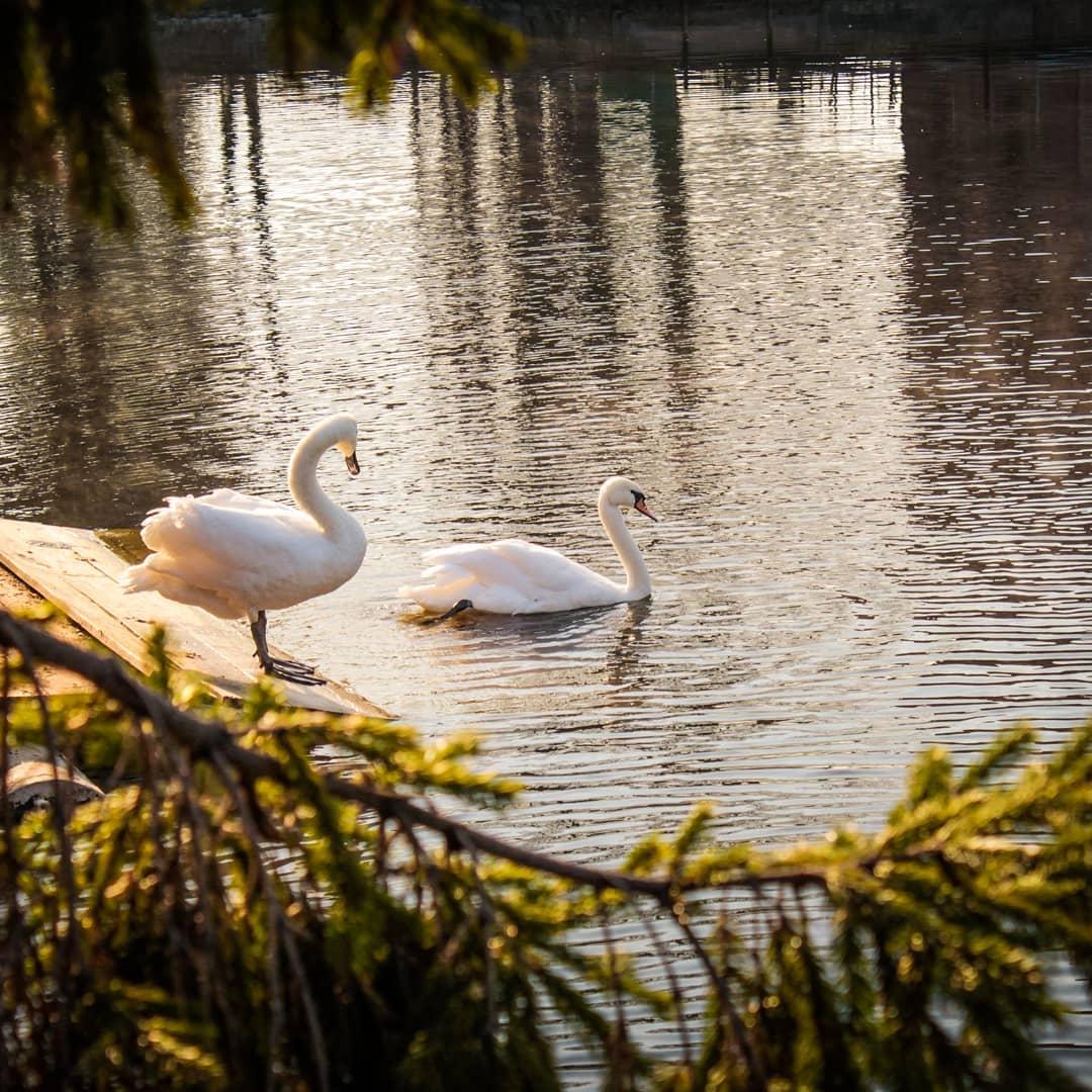 Белые лебеди на озере. Лебединый пруд Елагин остров. Елагин остров лебеди. Лебединое озеро Краснодар. Озеро Лебединое Приморский край.
