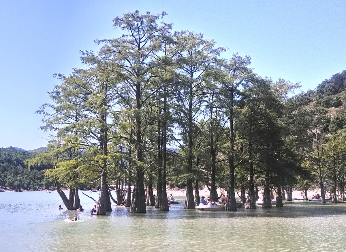 Анапа озеро с кипарисами