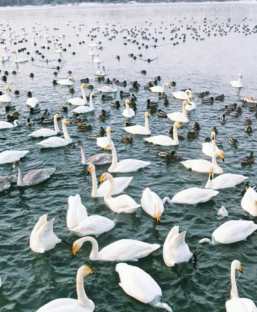 лебединое озеро в алтайском