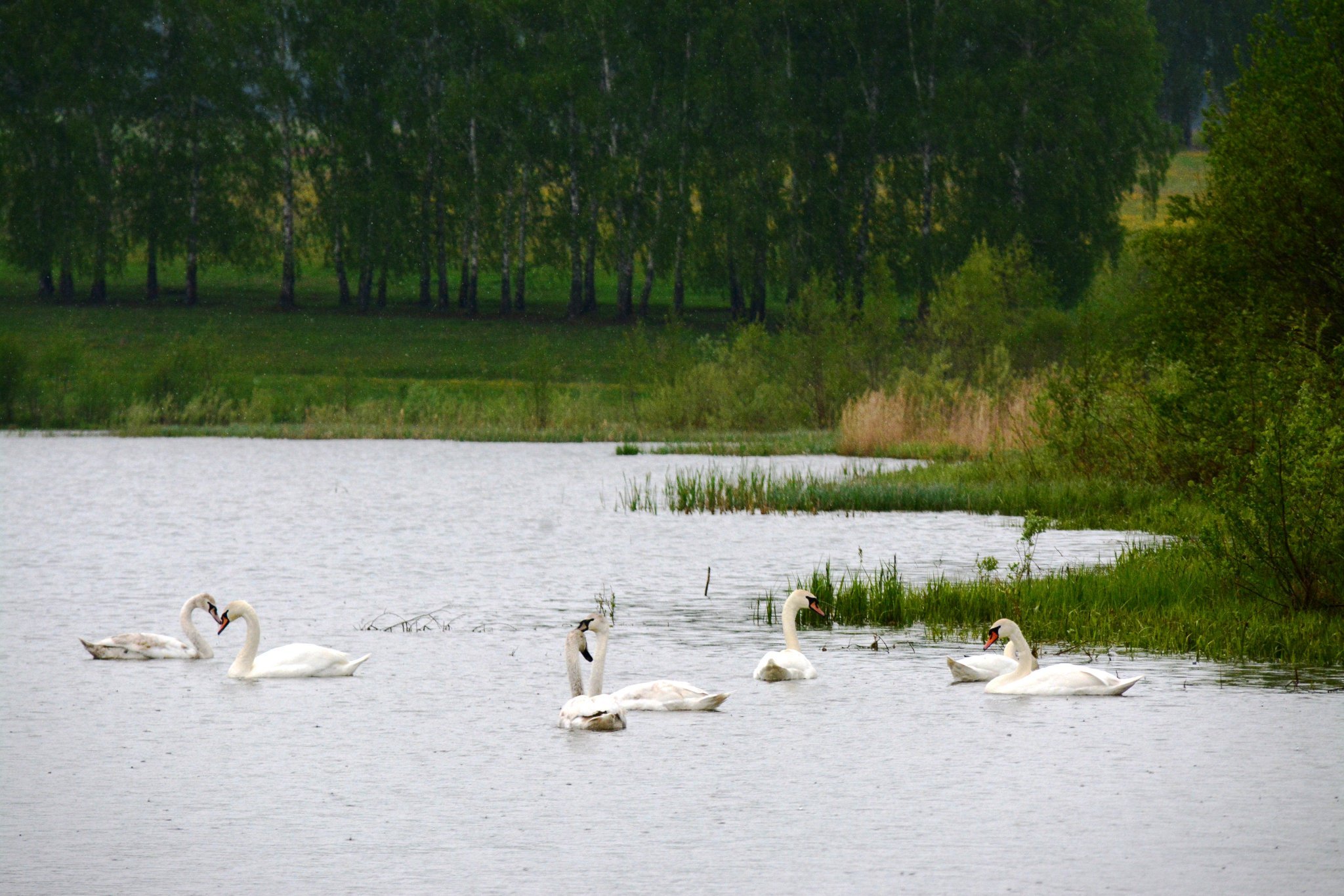 Лебединое озеро Алтайский край